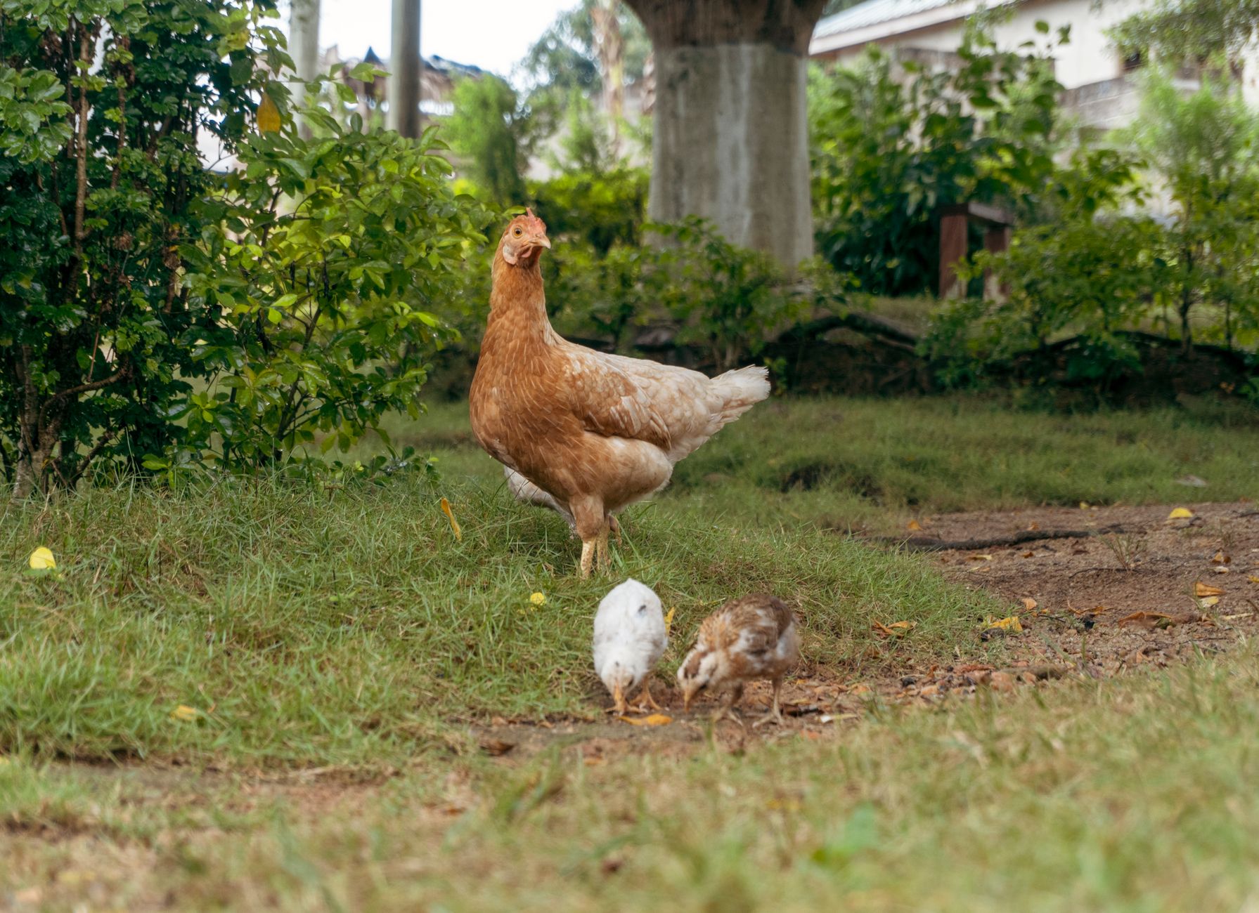 Galinha com os seus pintos num terreiro de fazenda