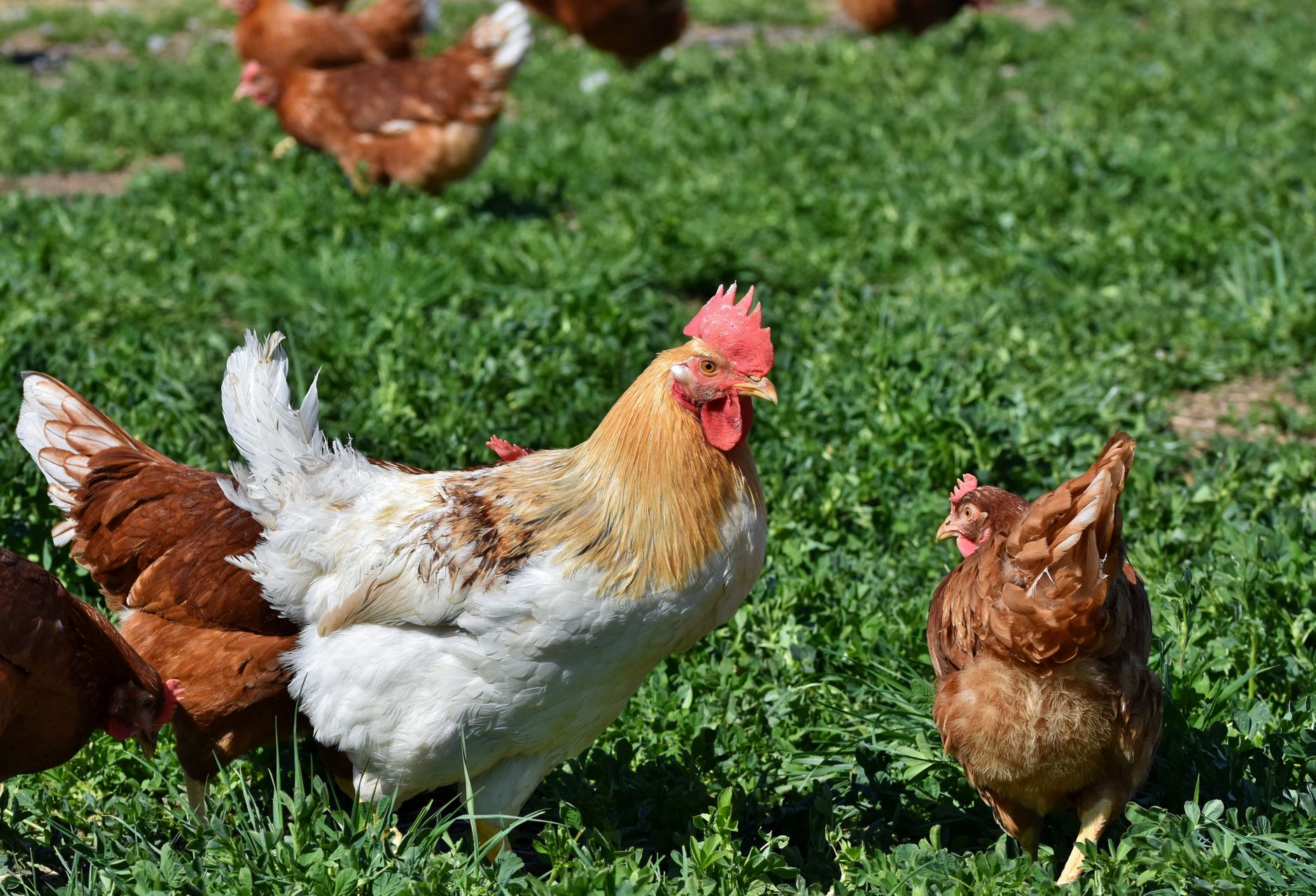 Frangos e um galo a ciscar num campo soalheiro
